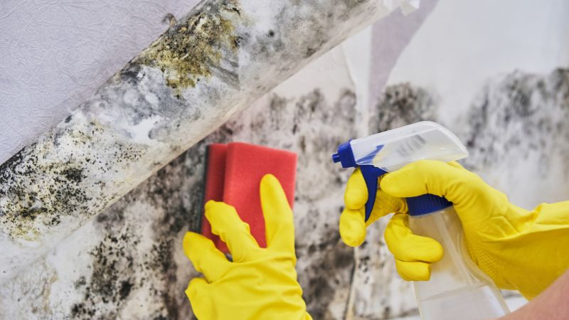 Basement Mold Remediation in Boca Raton, FL