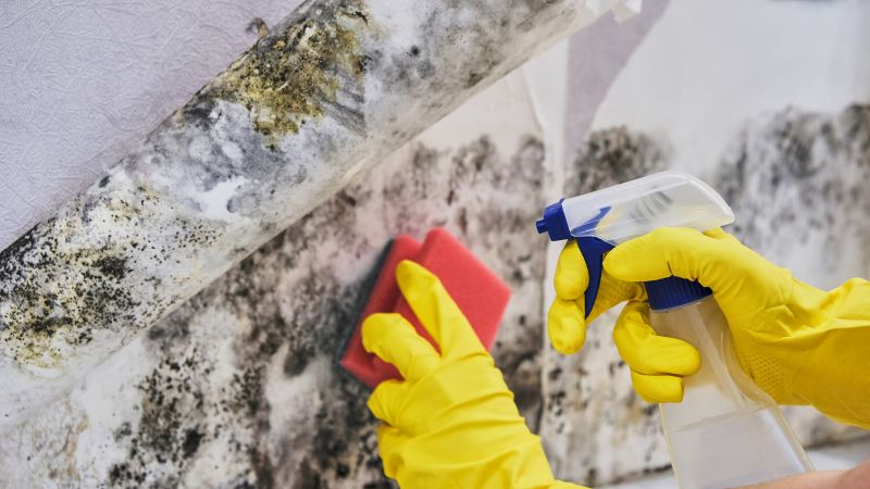 Mold Abatement in Weatherford, TX