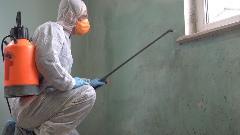 Mold Removal Process