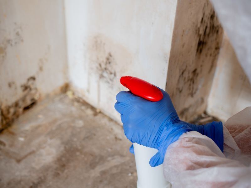 Effective Mold Removal