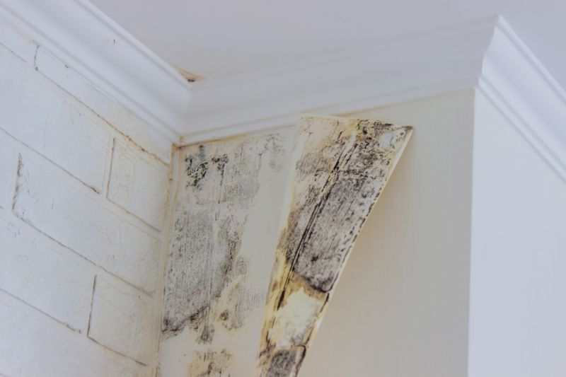 Mold Treatment Service in West Palm Beach, FL